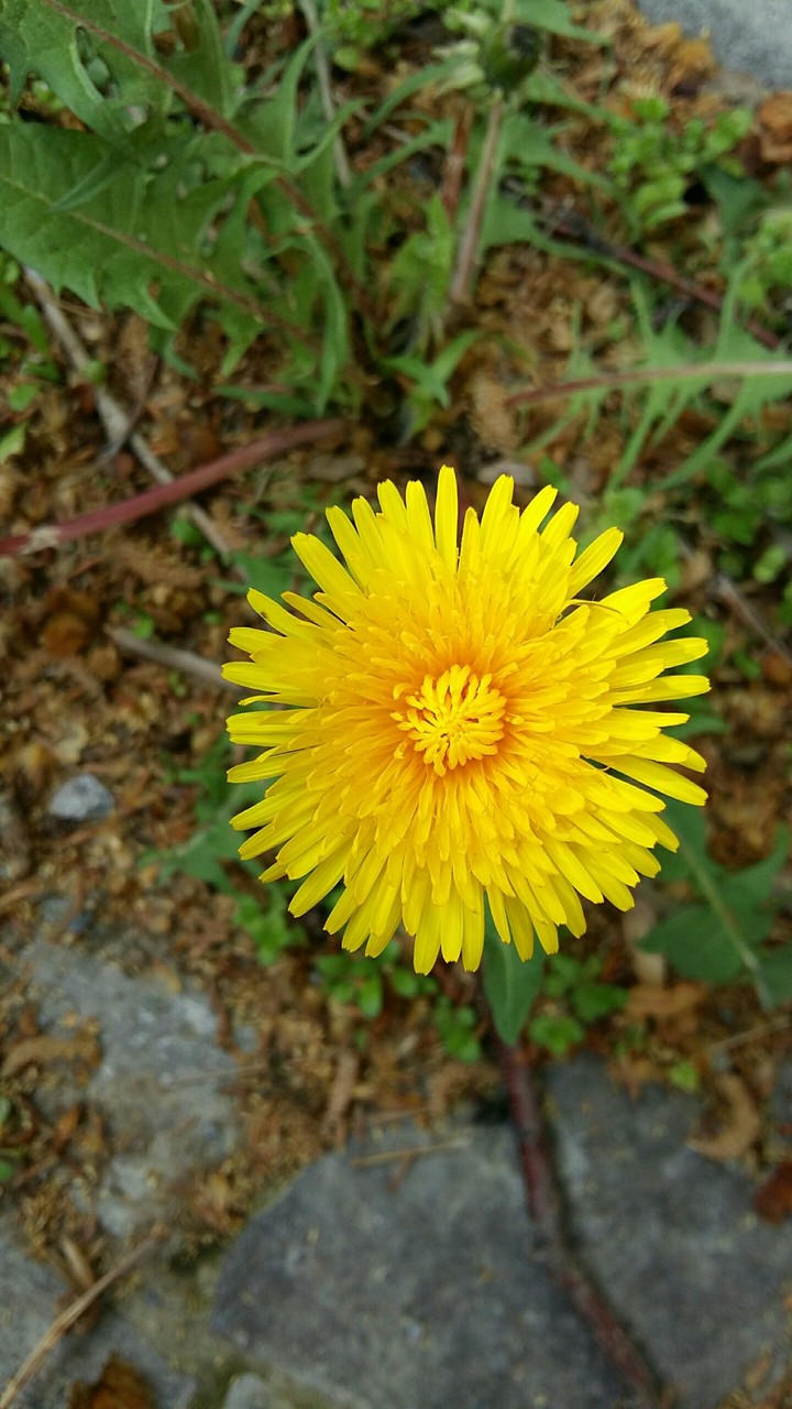 güzel