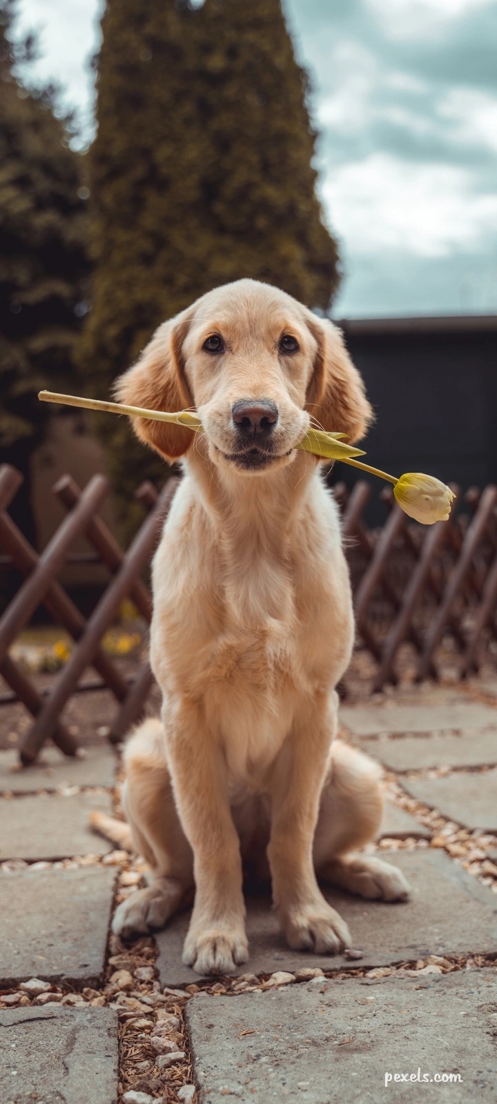 Dog
