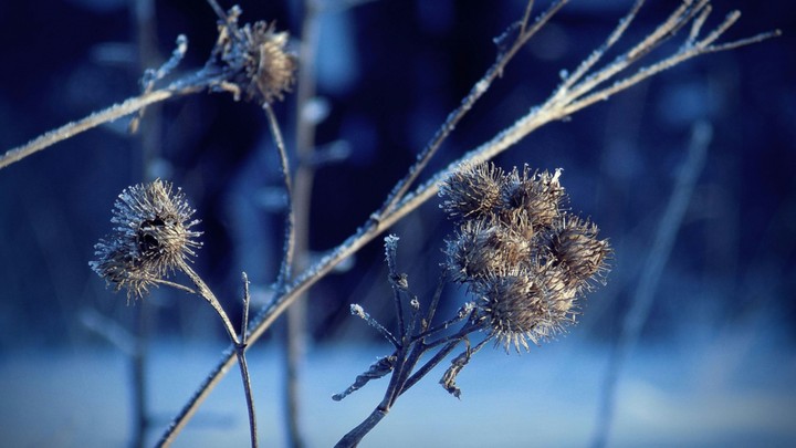 Agrimony