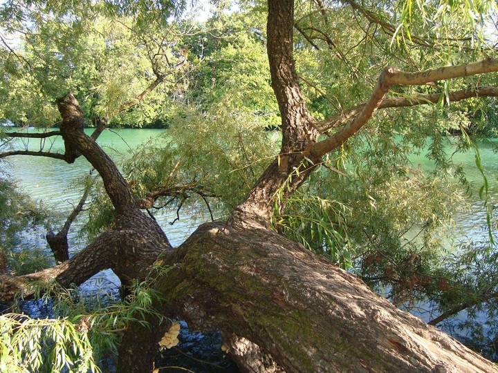 Arbre Parc de la tête d'Or