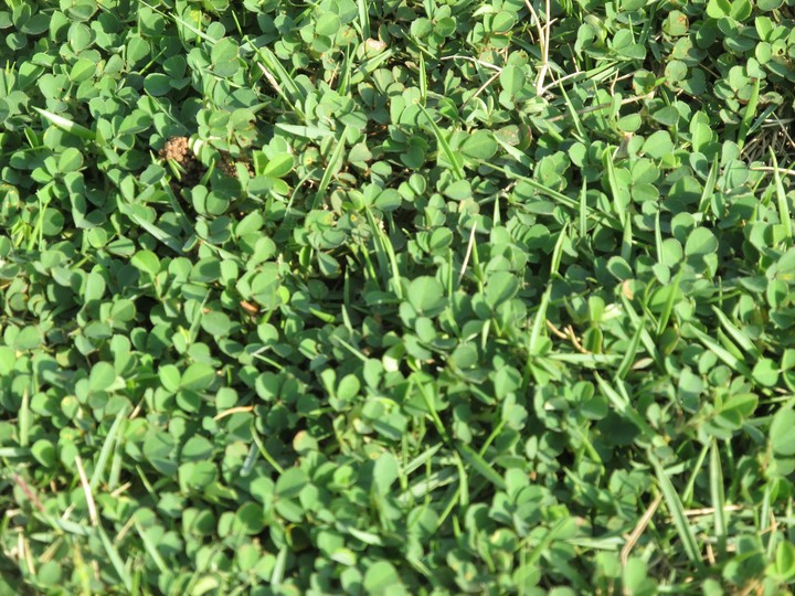 the tiny grass (shrub)