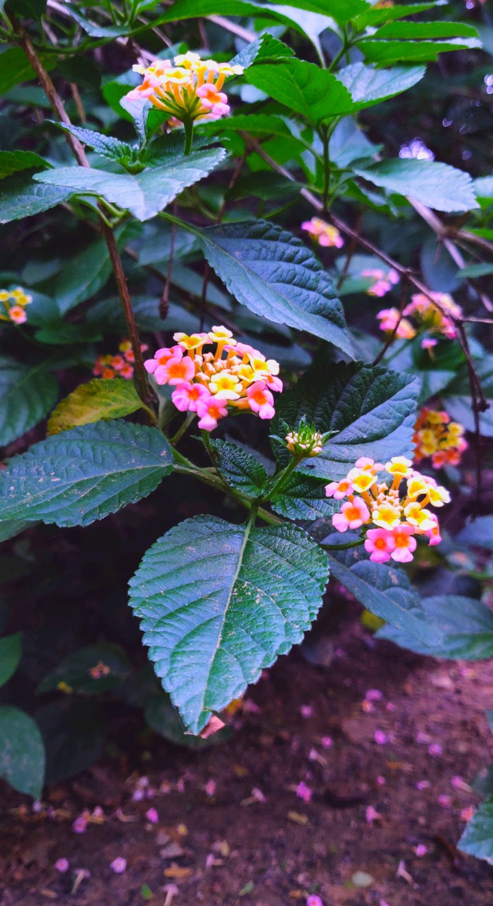 Blossom