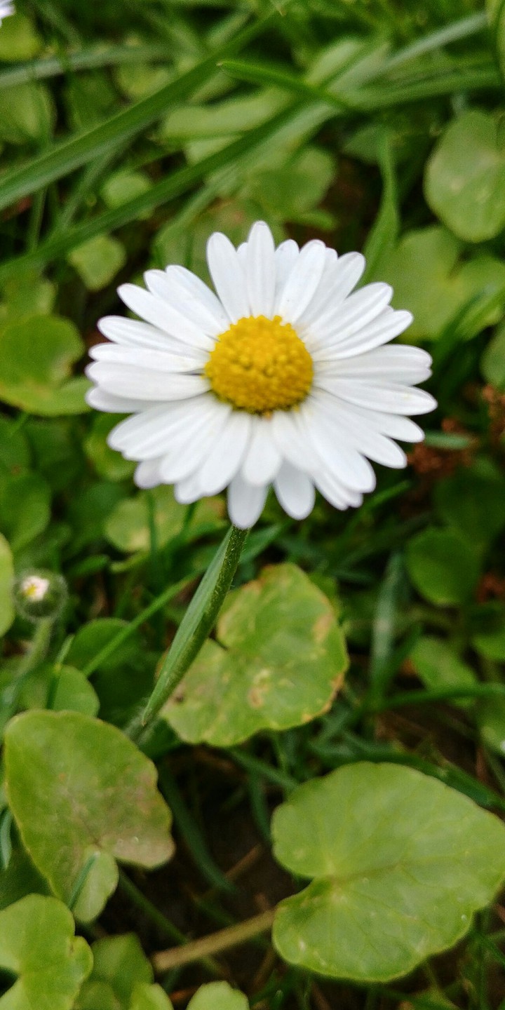 Flowers are you