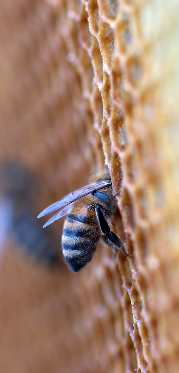 bee ?