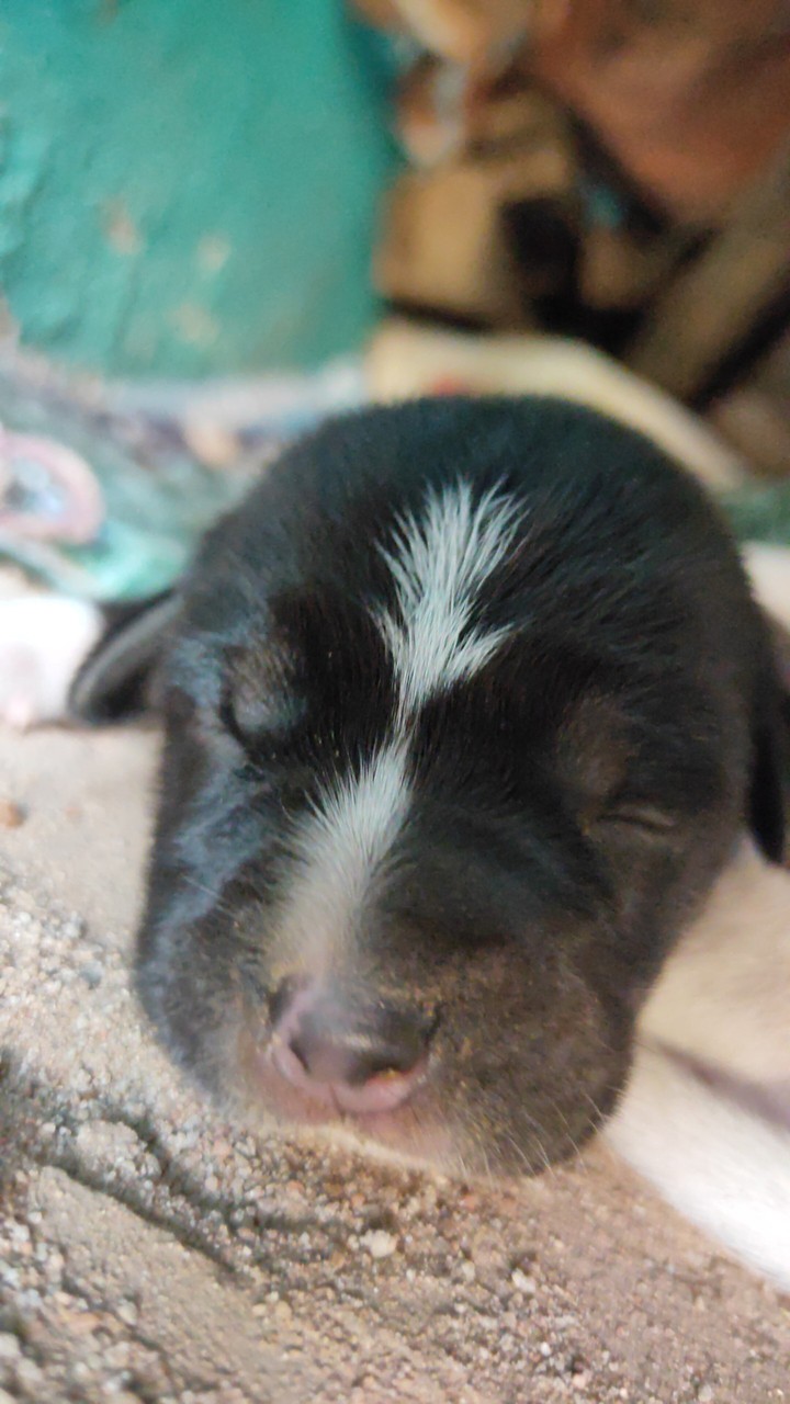 cute dog