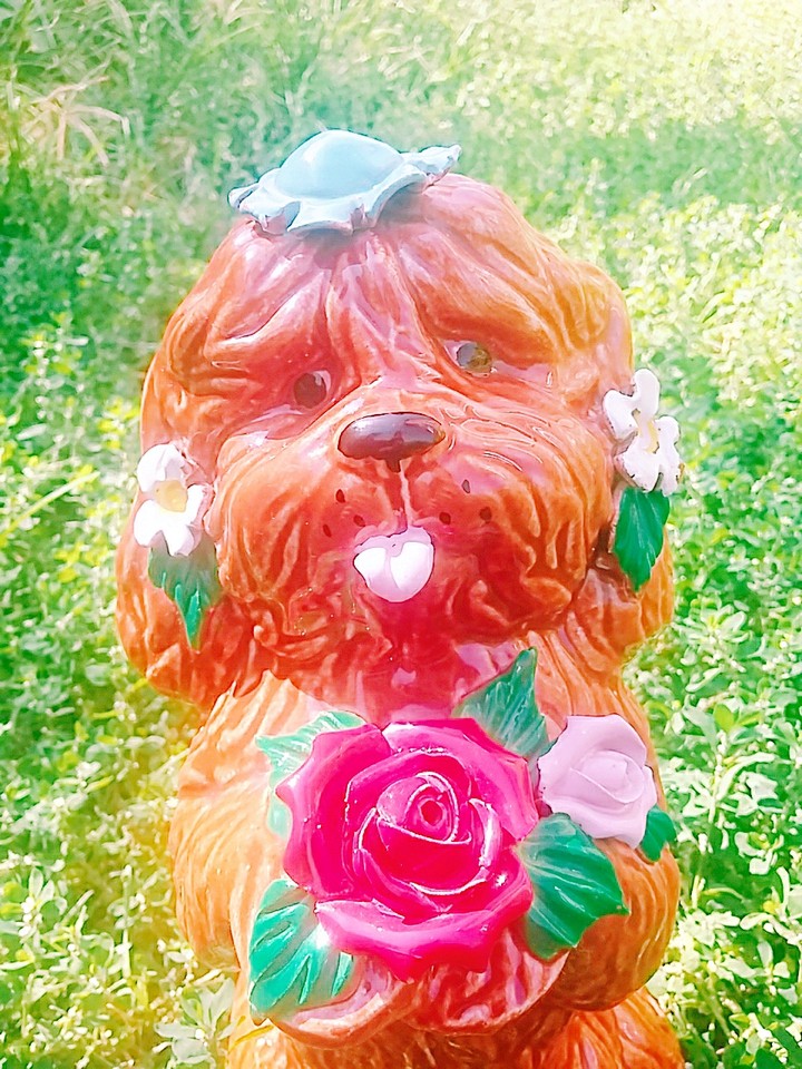 Cute dog