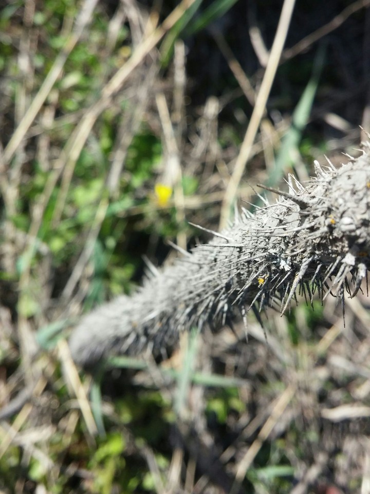 Thorns