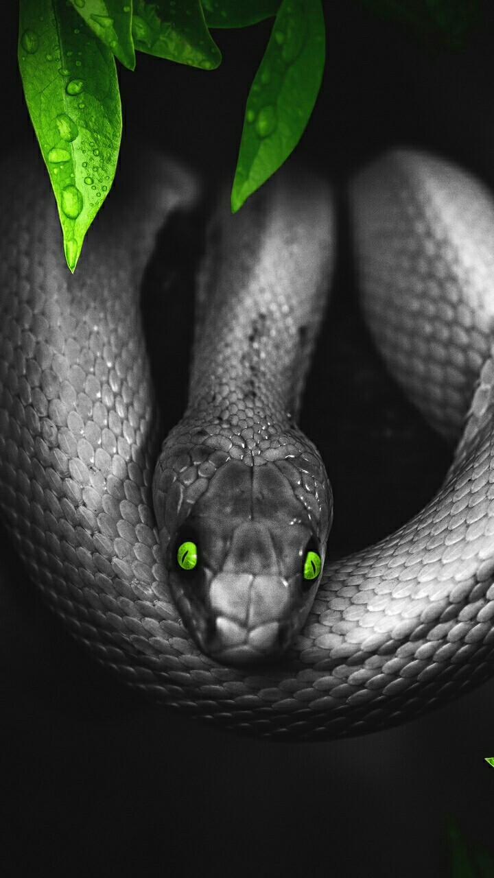 snake