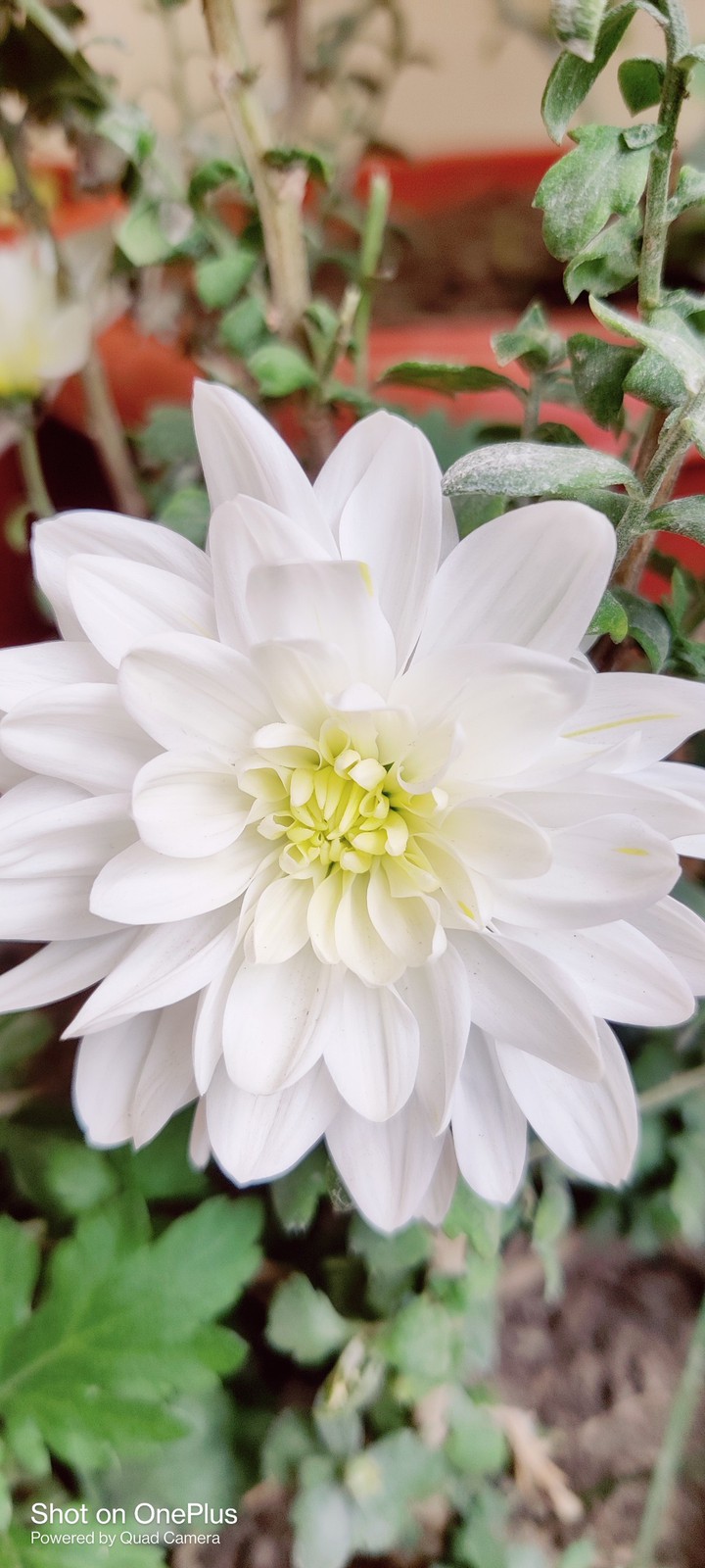 flower