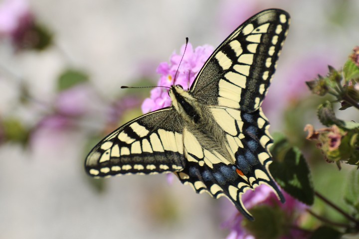 butterfly