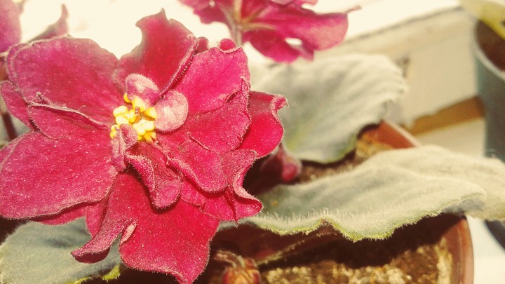 Flower