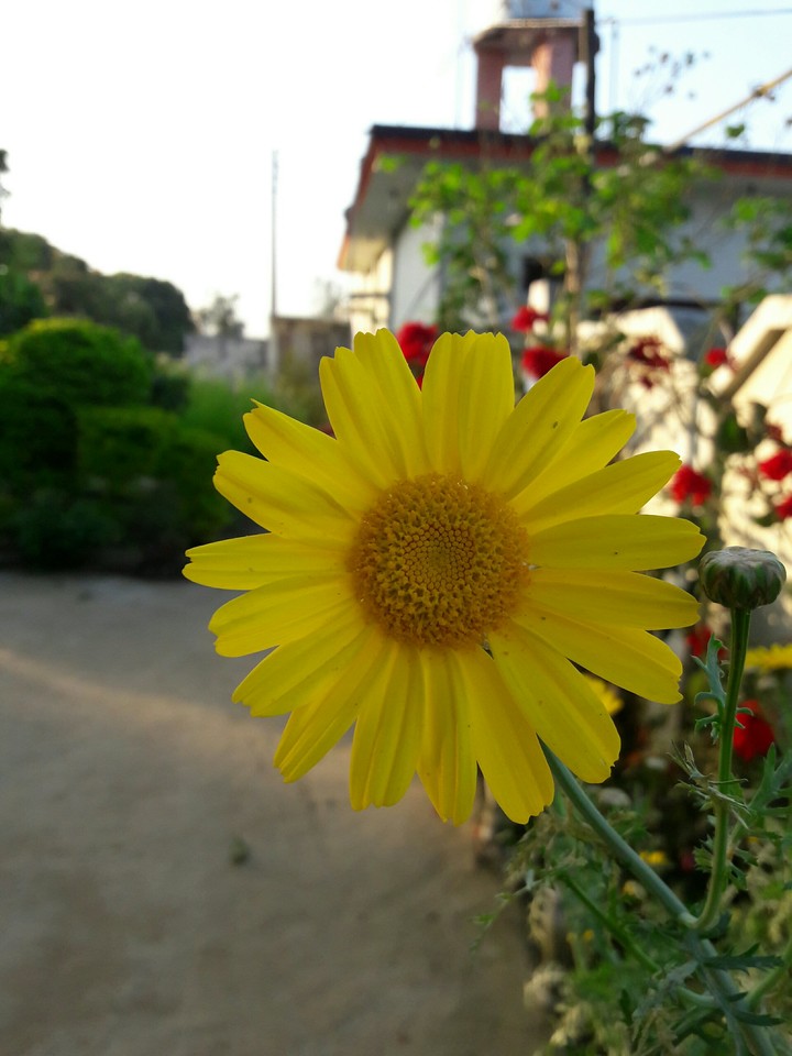 gurnek