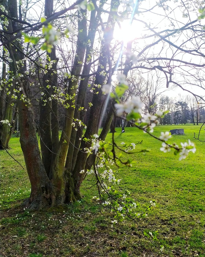 spring