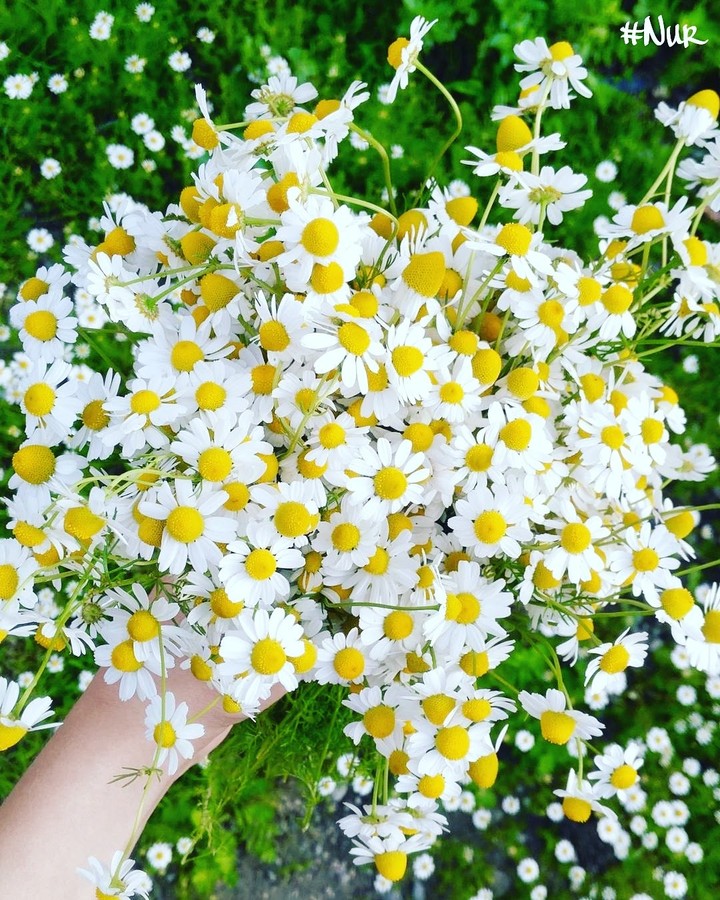 daisy love