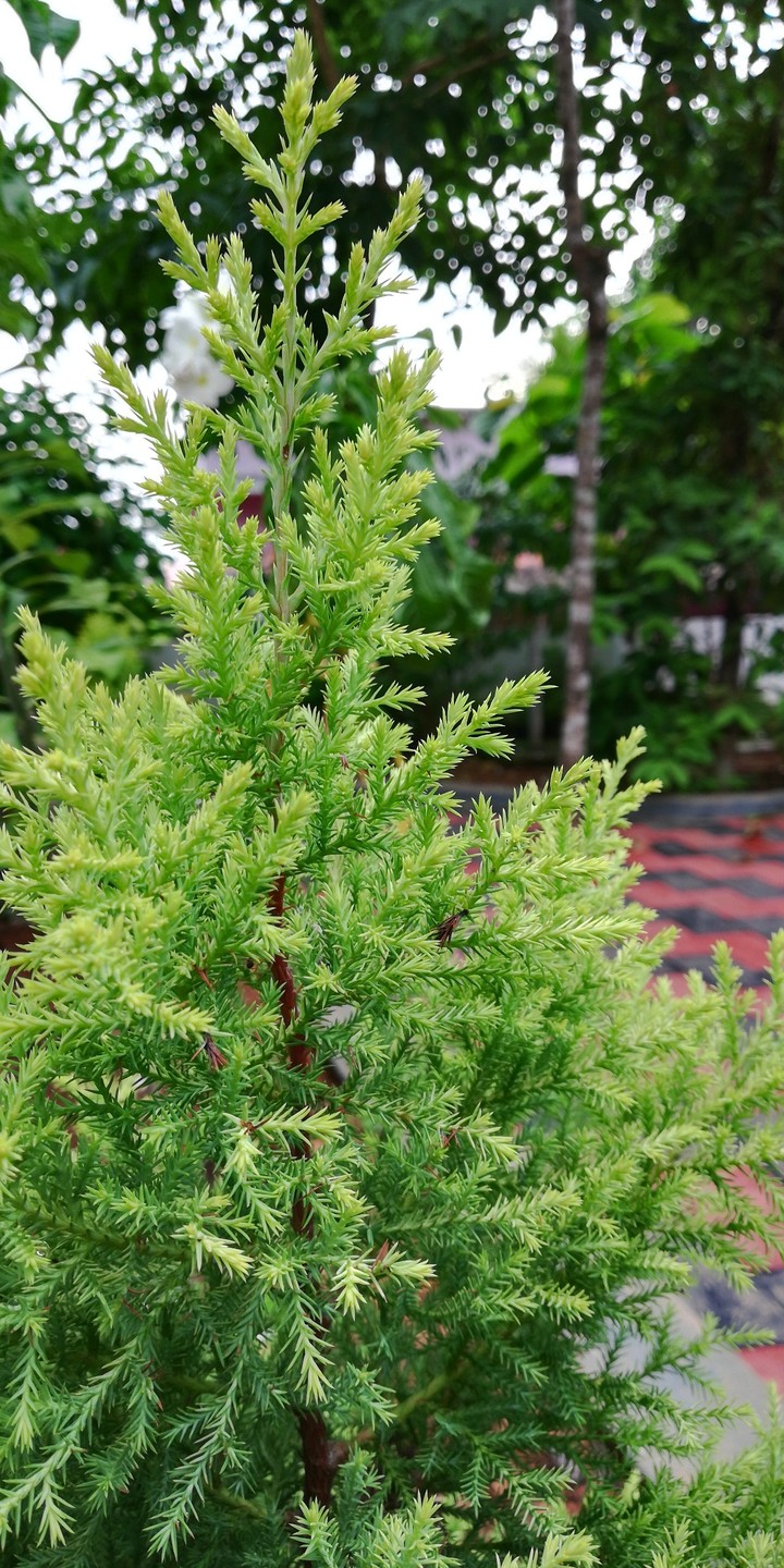 Greeny Bushes 