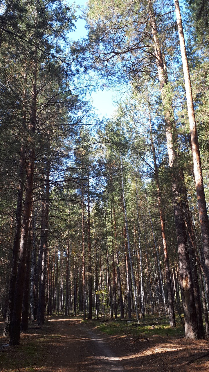 Осень в лесу