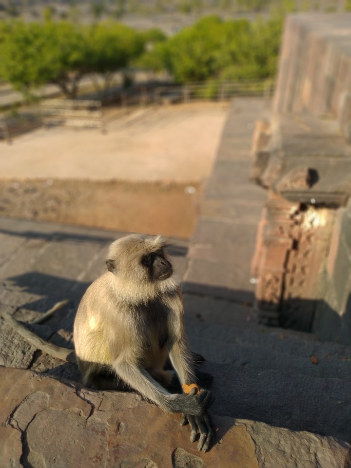 monkey