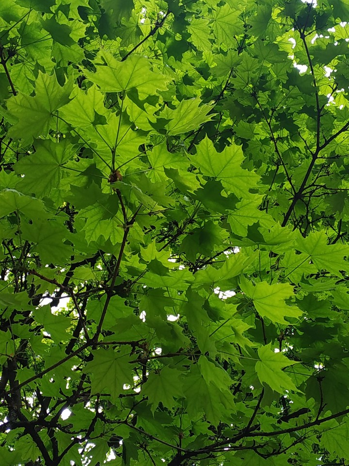 Зелень
