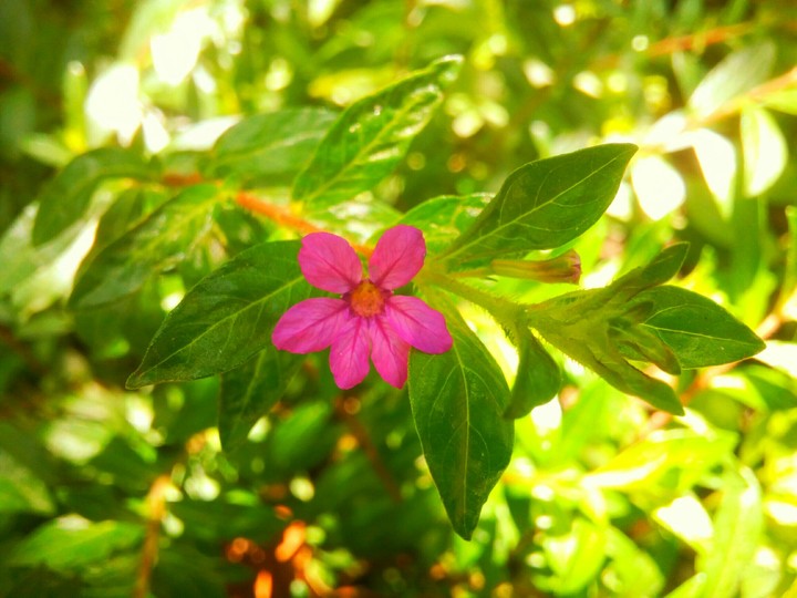 pink