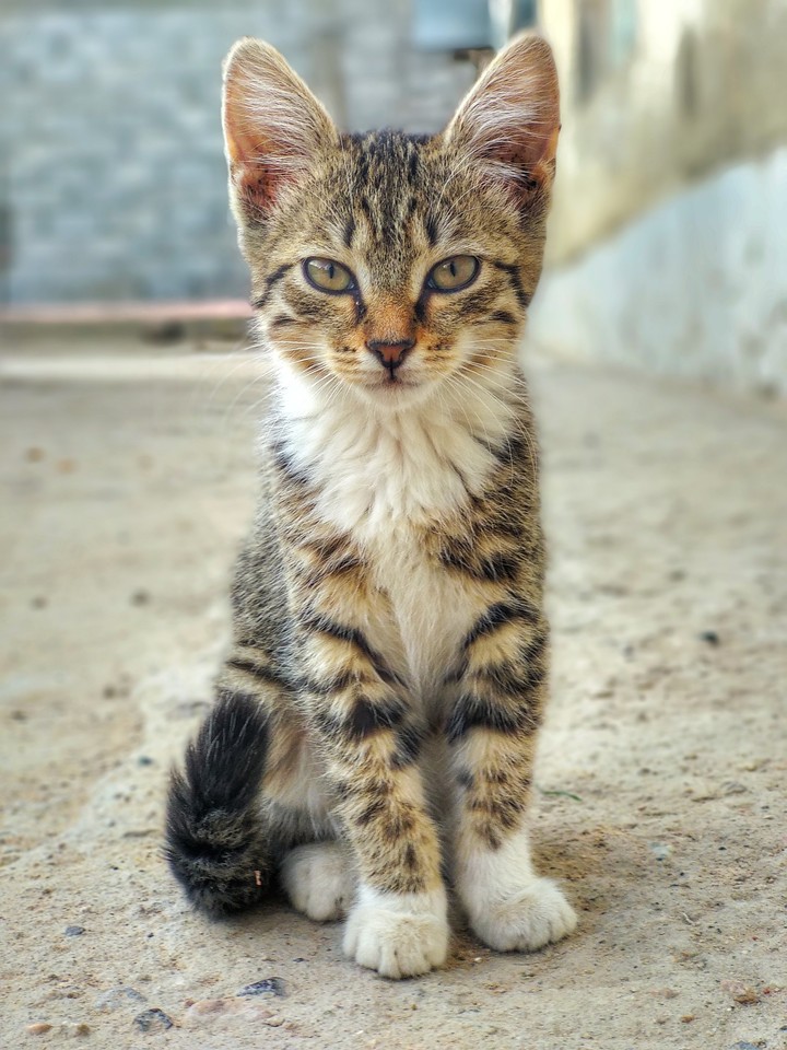 Котенок