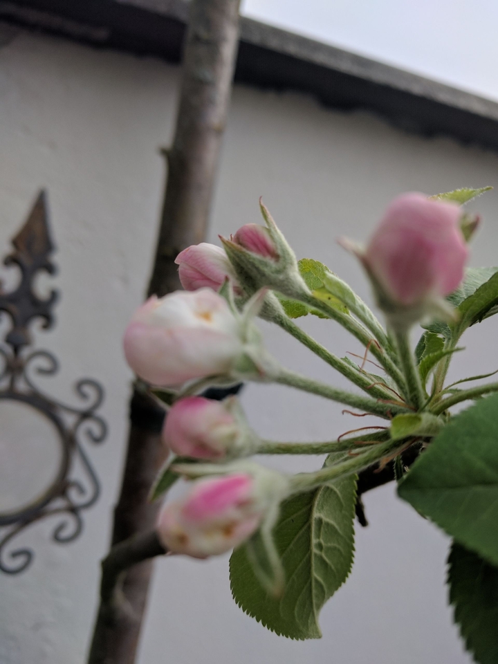 flowe