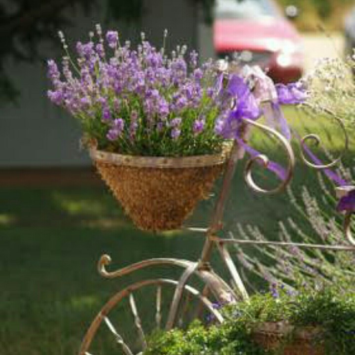 hermosa lavanda