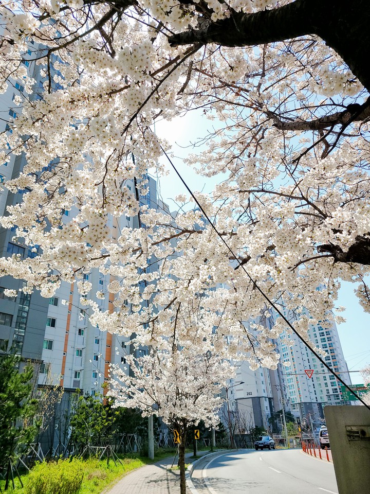 벚꽃