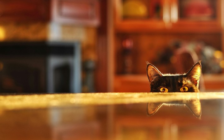 Funny cat