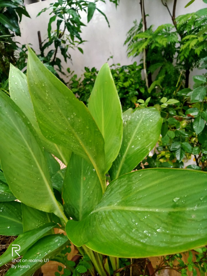 Garden Plants Afyer Rain ☔