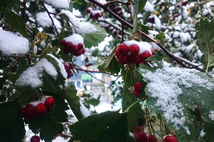 First Snow
