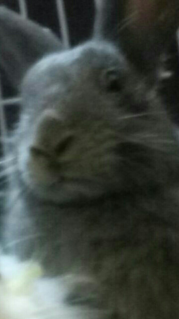 pipi