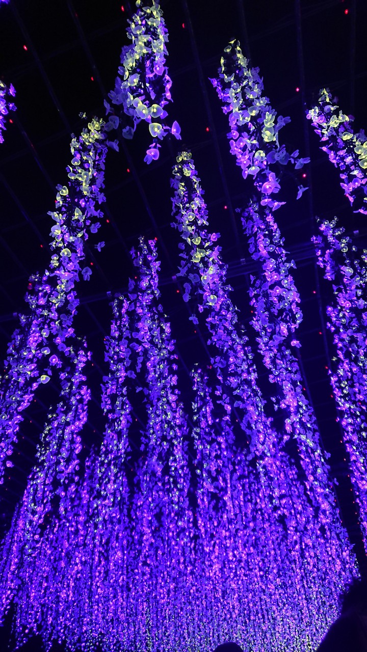 purple illumination