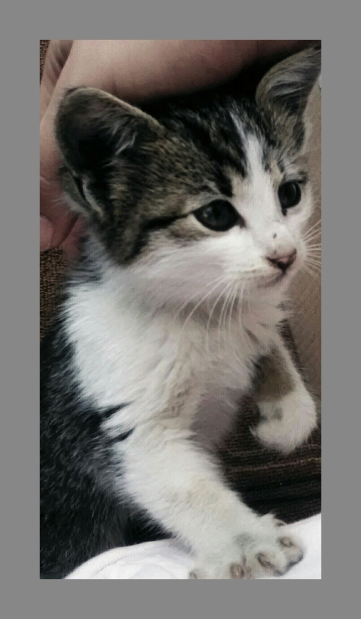 Kitty
