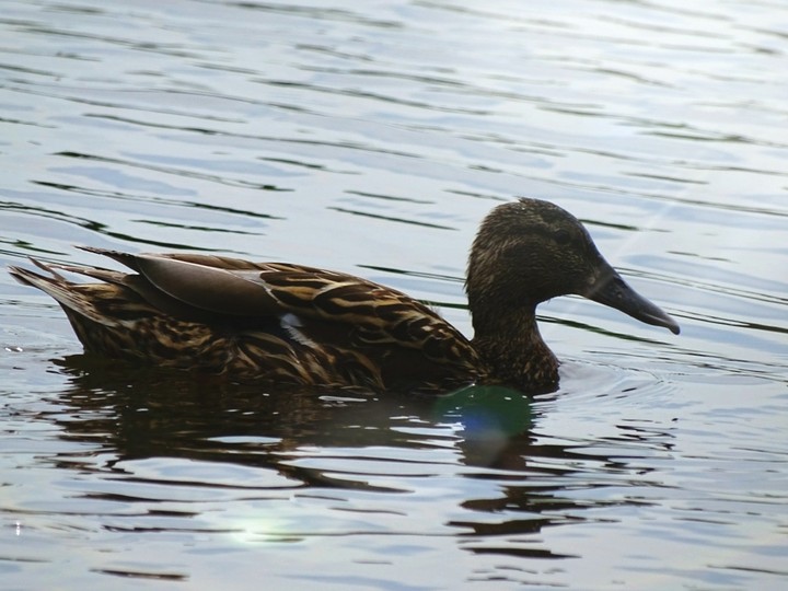 The duck