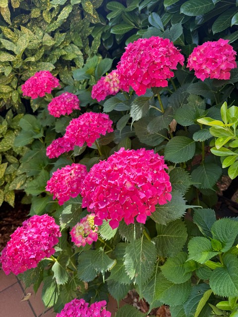 hydrangea, pink háttérképek