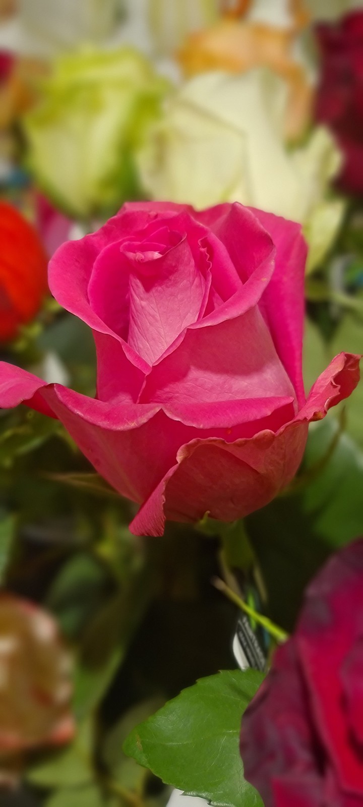 Blumen
