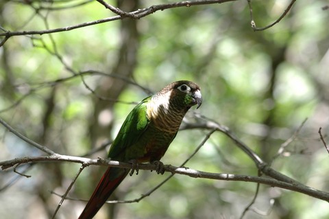 birb