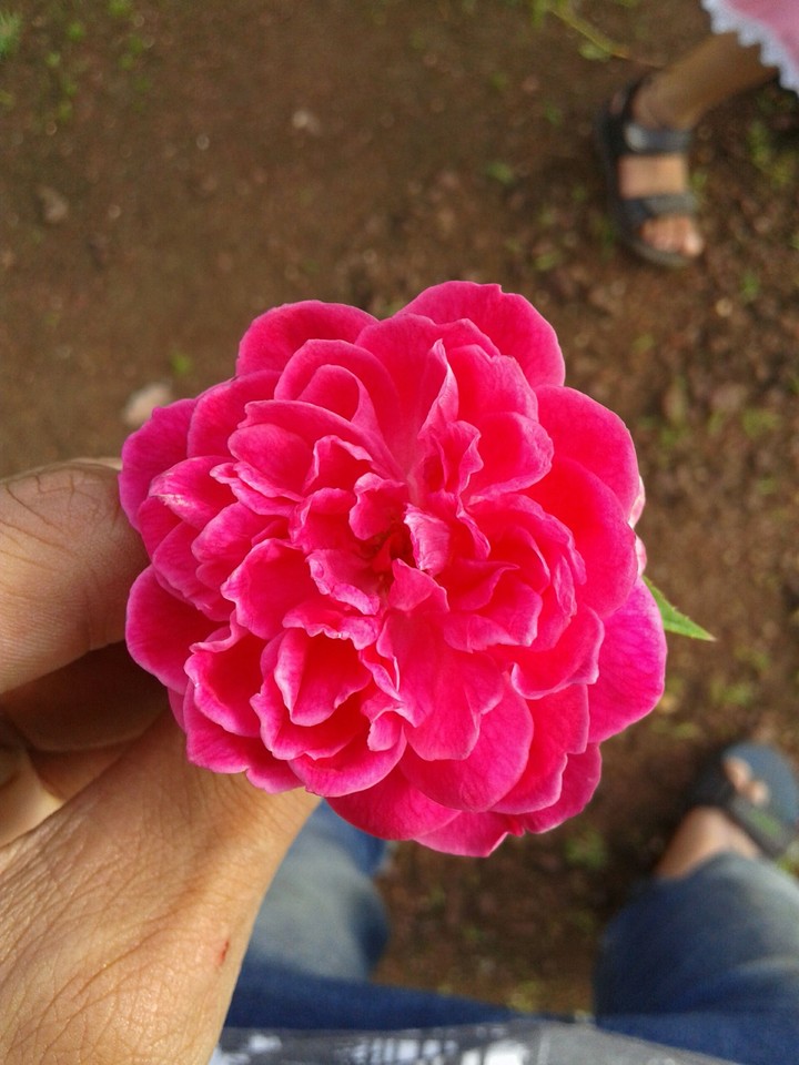 rose