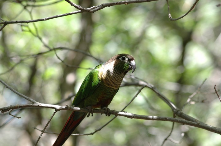 birb