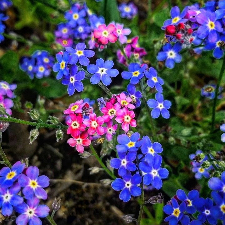 forget-me-not