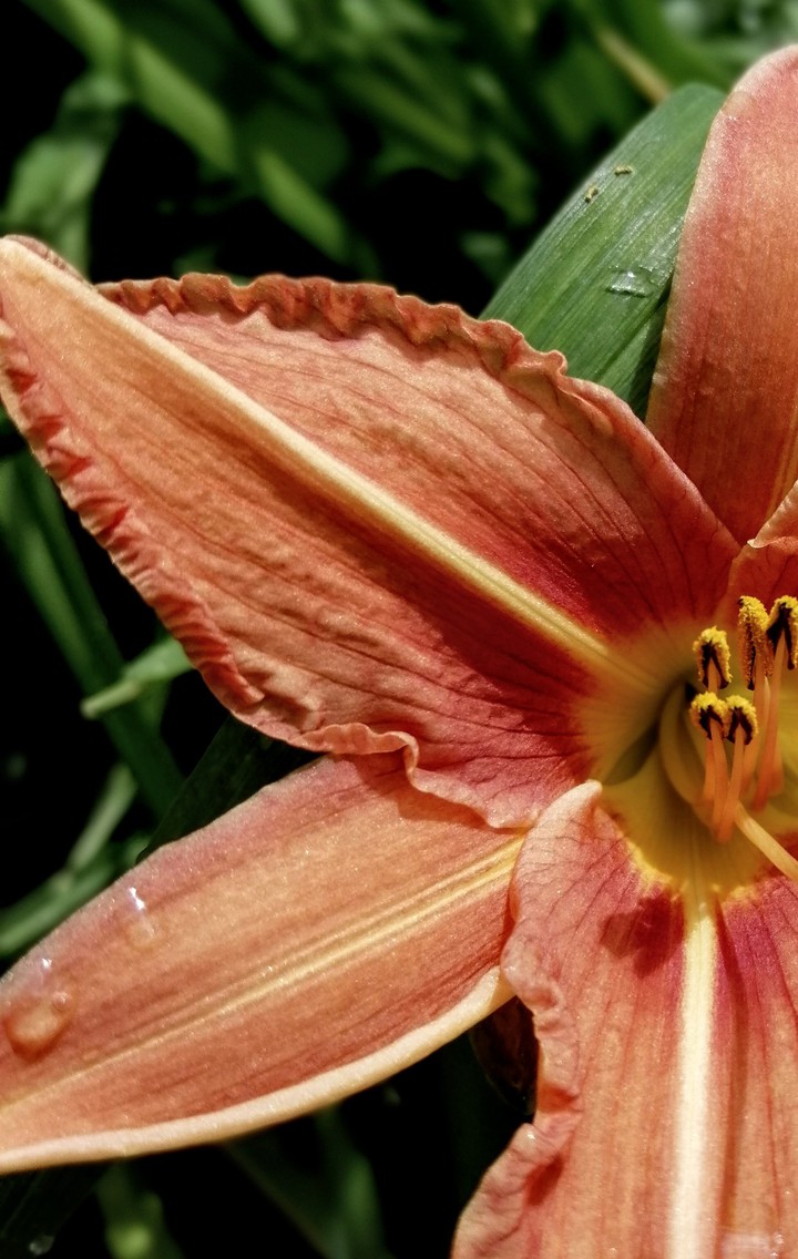 tigerlily