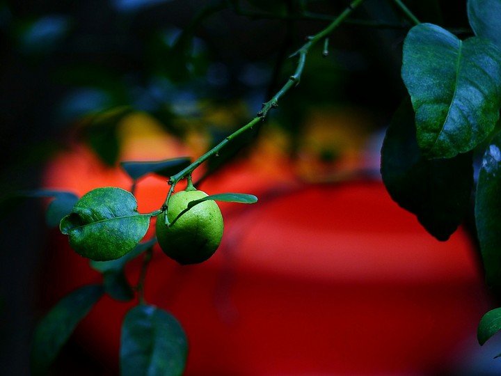 Lemon