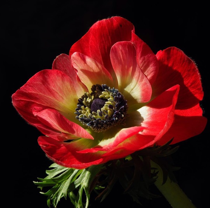 Anemone