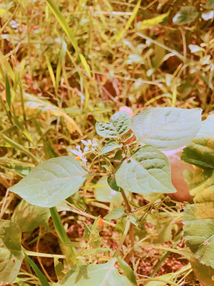 #flower