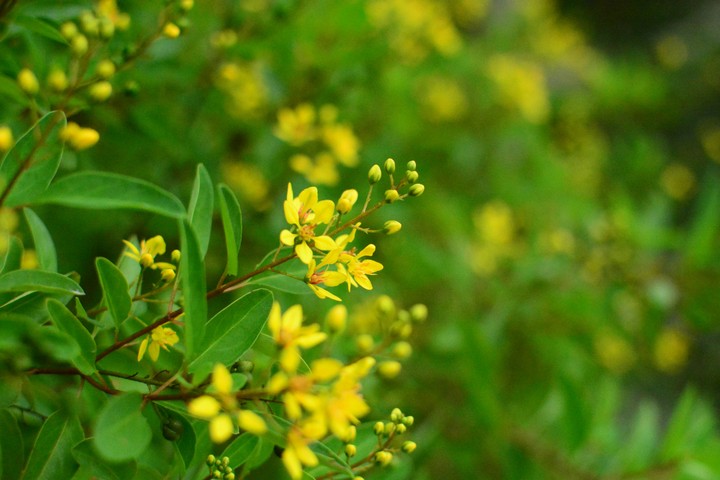 little yellow