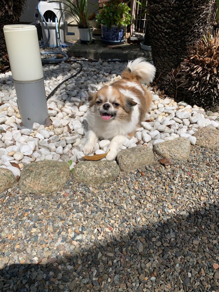 犬