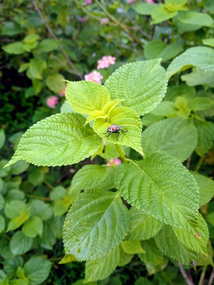 beauty of nature