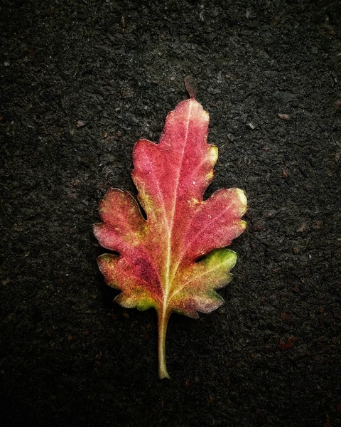 leaf