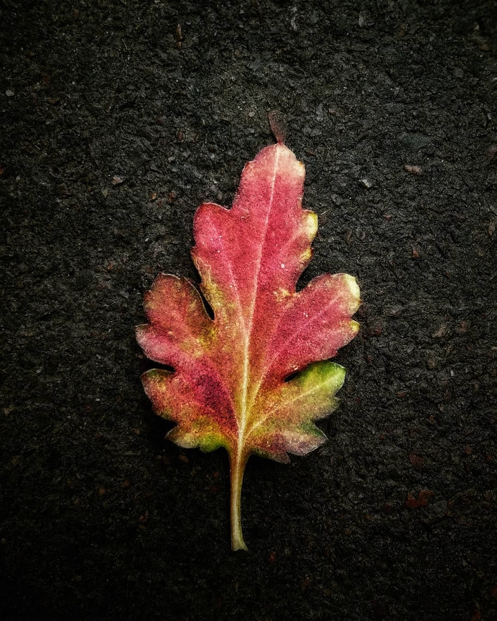leaf