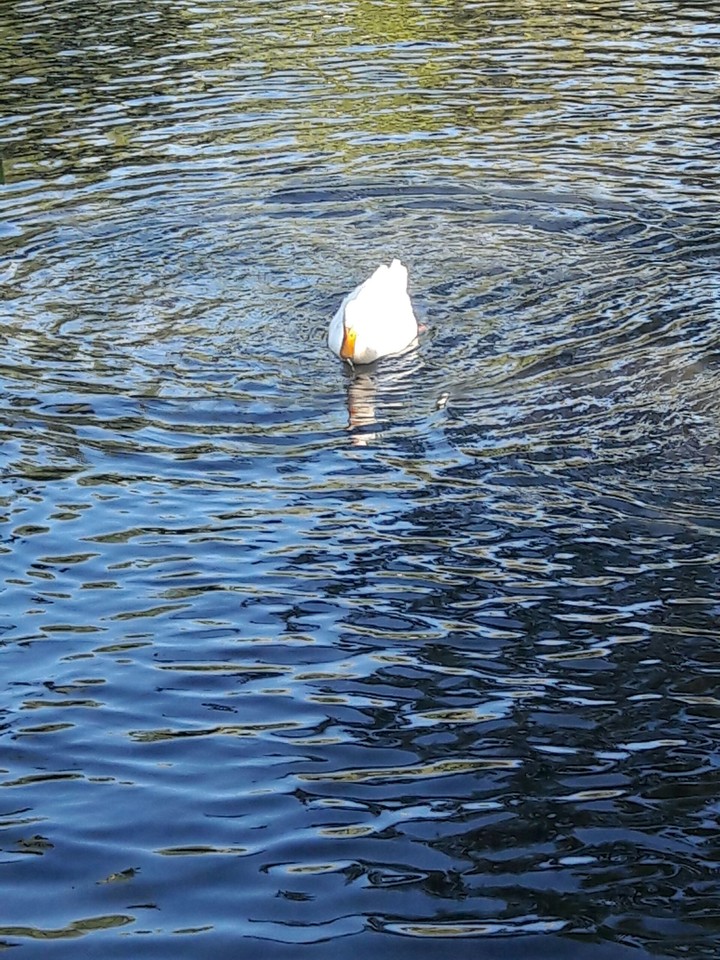 Duck on the lake.